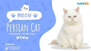 The Persian Cat Price: A Comprehensive Guide to the Breed