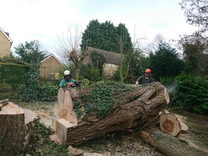 Our Tree Surgeon Has Been Doing Superior Tree Surgery For A Lot Of Years