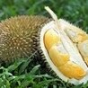 Exploring the Unique Flavor and Aroma of Black Thorn Durian: All You Need to Know