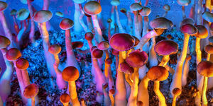 Energy-Increasing Compounds: Buy LSD Online Cordyceps Uses Today
