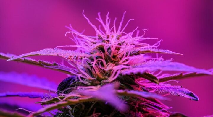 Cannabis Strains: A Guide to Understanding Indica, Sativa, and Hybrid Varieties.