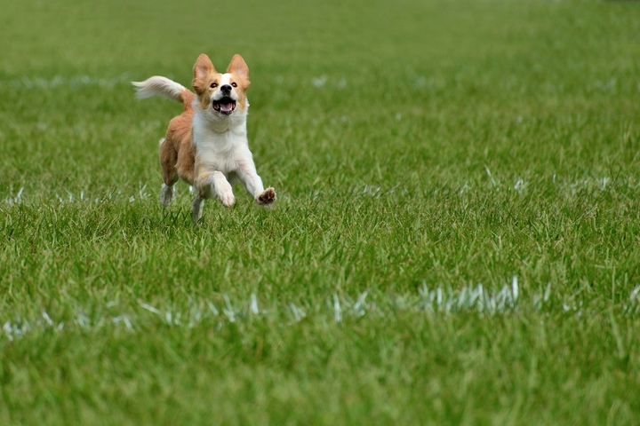 Is Artificial Grass Safe for Dogs? Everything Pet Owners Need to Know