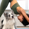 Puppy Yoga: The Perfect Way to De-Stress for Pet Lovers: Puppiezo 