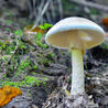 Shiitake Mushroom Skin Benefits &amp; Tips for Youthful Shrooms Online Canada.