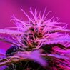 Cannabis Strains: A Guide to Understanding Indica, Sativa, and Hybrid Varieties.