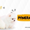 Pomeranian Dogs for Sale: Everything You Need to Know Before Bringing One Home