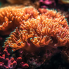 A complete guide to help you buy coral frags