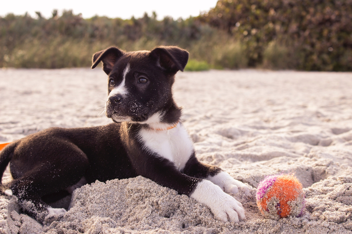 Give Your Pup the Best with Organic Dog Treats.