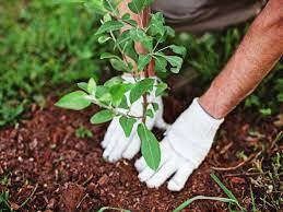 Comprehensive Guide to Tree and Shrub Care: Pruning, Planting, and Maintenance