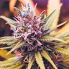 Indica Delights: Elevate Your Summer with These Potent Strains