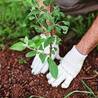 Comprehensive Guide to Tree and Shrub Care: Pruning, Planting, and Maintenance