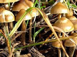 Mushrooms:Buy Shrooms Online Nutritional Values