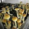 Reasons Why People Secretly Love Mushroom Microdose