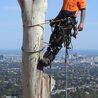 Arborist Experts in Adelaide Hills