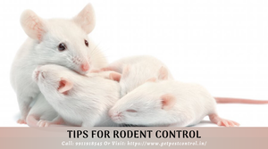 Tips for Rodent Control