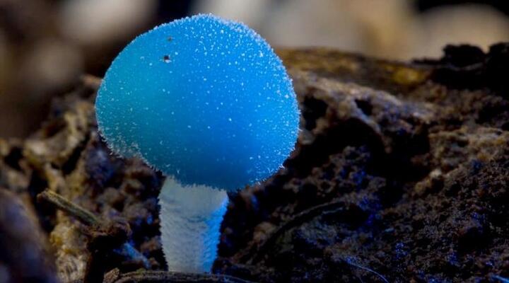 Learn From These Mistakes Before You Learn Buy Magic Mushrooms.