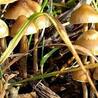 Mushrooms:Buy Shrooms Online Nutritional Values