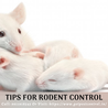 Tips for Rodent Control