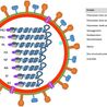 Influenza A Virus Mouse Models for Accelerated Research