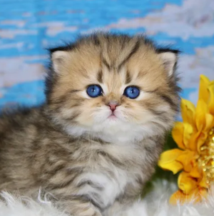 Find Happiness with Doll Face Persian Kittens: Explore Available Kittens for Sale