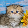 Find Happiness with Doll Face Persian Kittens: Explore Available Kittens for Sale