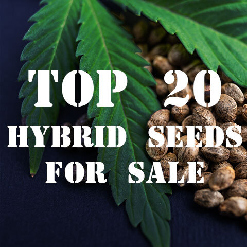 Why Are Hybrid Marijuana Seeds Superior Than Regular Marijuana Seeds?