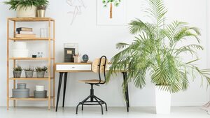 Five ways to make your living room spacious with indoor plants