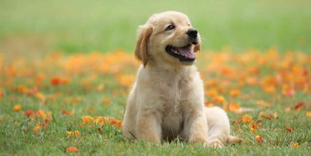 Effective and Safe Puppy Training Products to Keep Your Home Clean.