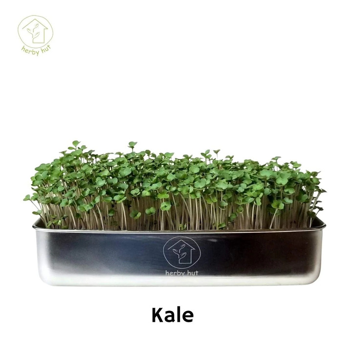 Add Nutrition to Your Plate With Low Maintenance Microgreen Growing Kits