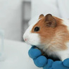 Comprehensive Suite of HSV Animal Model Services to Support Antiviral Research