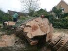 Services for Professional Tree Removal in Luton