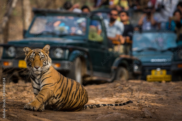 Golden Triangle Tour With Ranthambore By Taj Same Day Tour Company