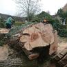 Services for Professional Tree Removal in Luton