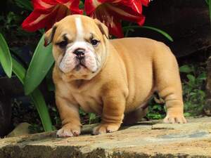 Find Your Perfect Companion: English Bulldog for Sale - What to Know Before Buying