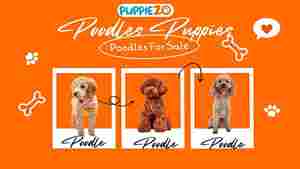 Toy Poodle Price in India: Everything You Need to Know