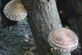 Mushrooms supply vital nutrients