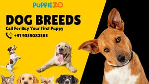 The Top Dog Breeds in India 2023: Finding the Perfect Companion [Updated]