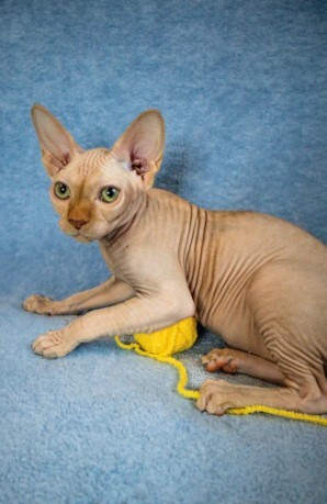 Adopting Or Purchasing A Sphynx Cat