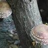Mushrooms supply vital nutrients