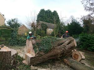 Find Experienced Luton Tree Surgeons for Tree Cares