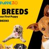 The Top Dog Breeds in India 2023: Finding the Perfect Companion [Updated]