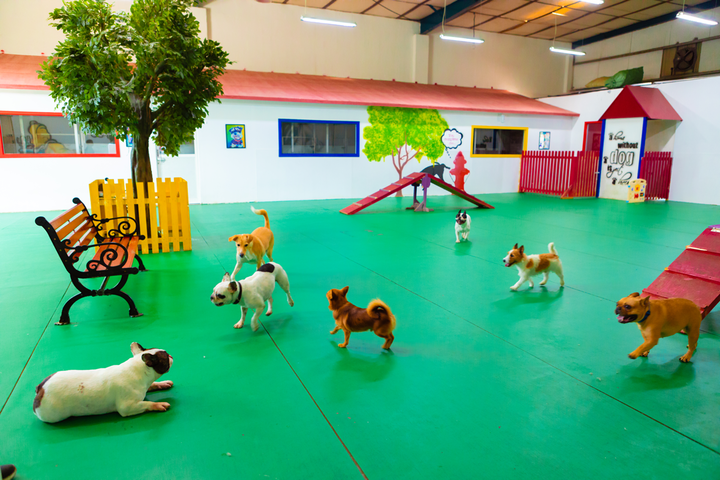 Dubai's Affordable Dog Boarding: Reliable and Cost-Effective