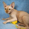 Adopting Or Purchasing A Sphynx Cat
