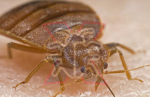 What Are The Benefits of Bed Bug Removal Service?
