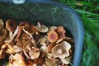 Should Fixing Penis Envy Mushrooms Take 90 Steps?