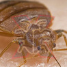What Are The Benefits of Bed Bug Removal Service?
