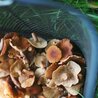 Should Fixing Penis Envy Mushrooms Take 90 Steps?