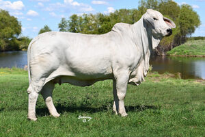 Gray Brahman Cattle: The Silver Stars of Ranching