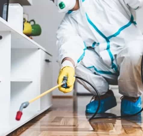 The Risks of Ignoring Pest Infestations in Your Home: Don't Let the Bugs Take Over