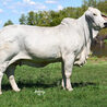 Gray Brahman Cattle: The Silver Stars of Ranching